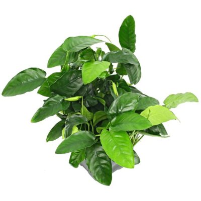 anubias-barteri-var-nana-mutterpflanze-xxl-topf