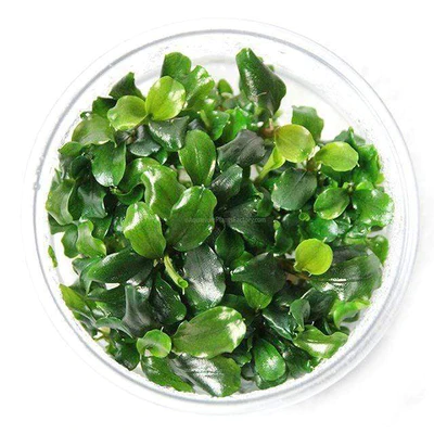 bucephalandra-green-wavy-tissue-culture-cup-304524_400x