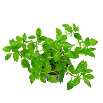 ludwigia-palustris-green