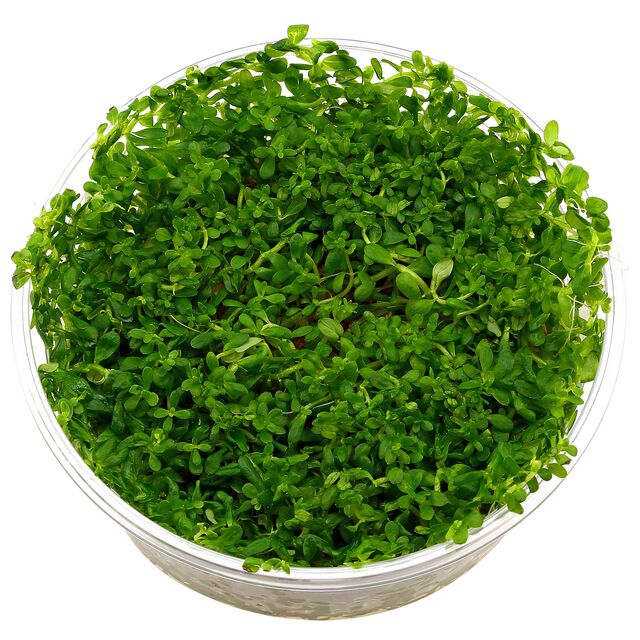 rotala-rotundifolia-green-in-vitro-xl